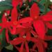 Begonia Groovy red