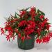 Begonia Groovy Red Container