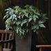 Begonia Gryphon Potted Plant