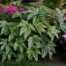 Begonia Gryphon Foliage