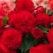 Begonia Limitless Dark Red