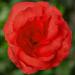 Begonia Limitless Dark Red Flower