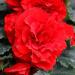 Begonia Limitless Dark Red Plants