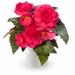 Begonia Limitless Dark Rose Flower