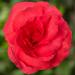 Begonia Limitless Dark Rose