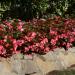 Begonia Megawatt Rose Bronze Landsape