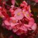 Begonia Megatwatt Rose Bronze Plant