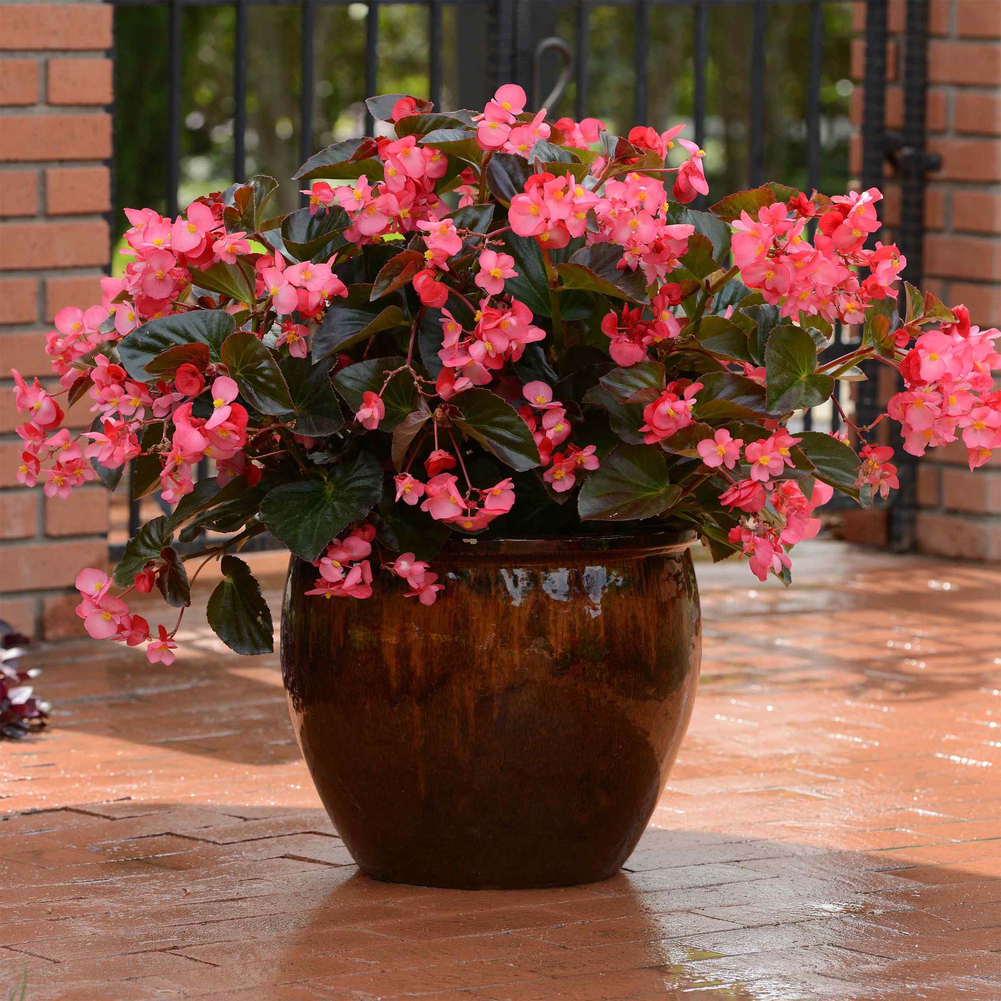 Begonia Megawatt Rose Bronze