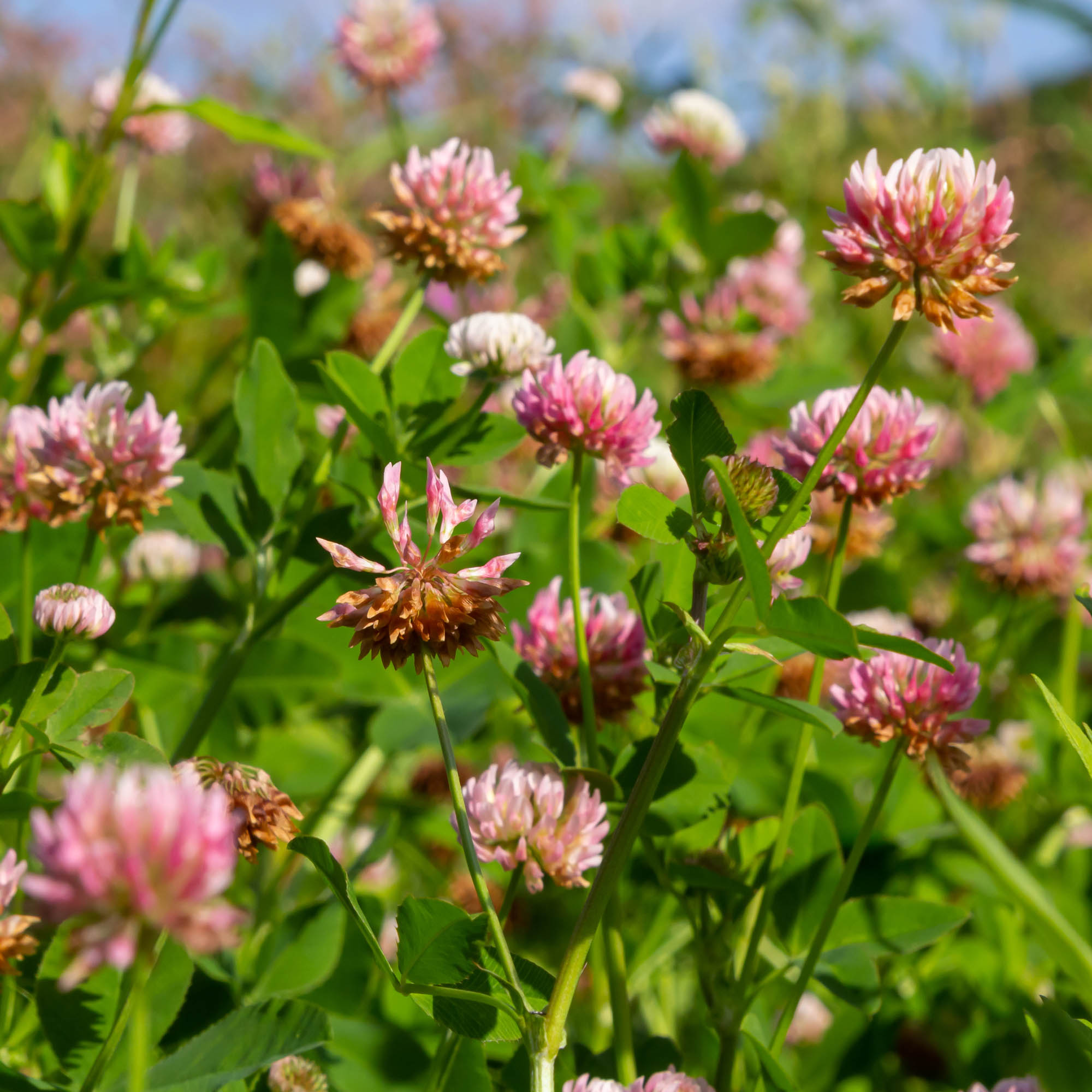 Alsike Clover Bulk Seed