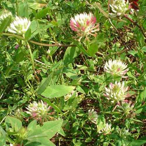 Arrowleaf Clover Blossom