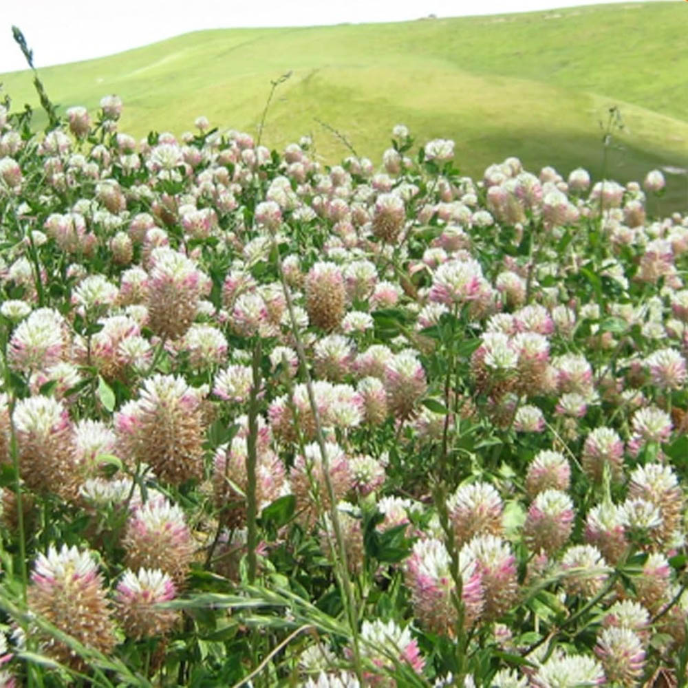 Arrowleaf Clover Bulk Seeds