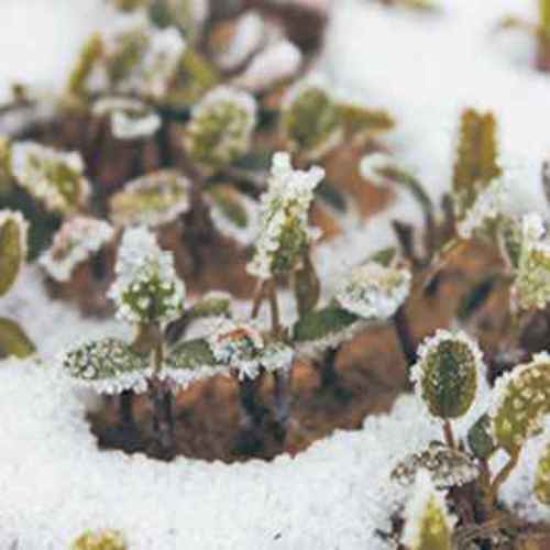 Frosty Berseem