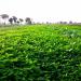 Trifolium Alexandrinum Clover