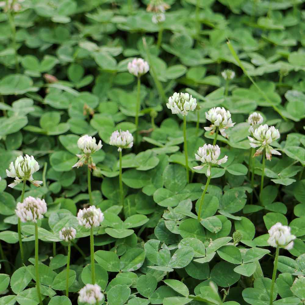 Download Berseem Clover Seeds For Deer Food Plots, Cover Crops