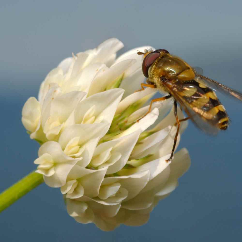 Biene auf Berseem Kleeblume