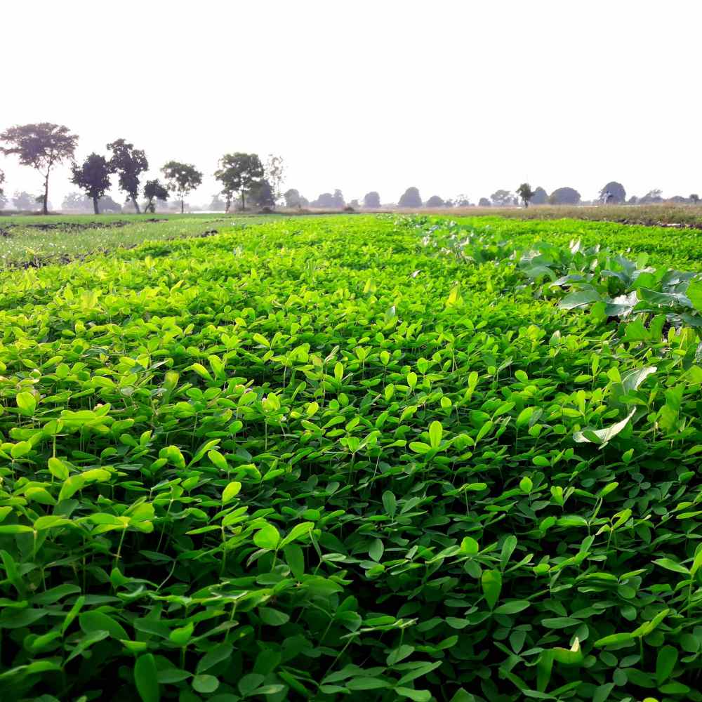Trifolium Alexandrinum Clover Seed Bag