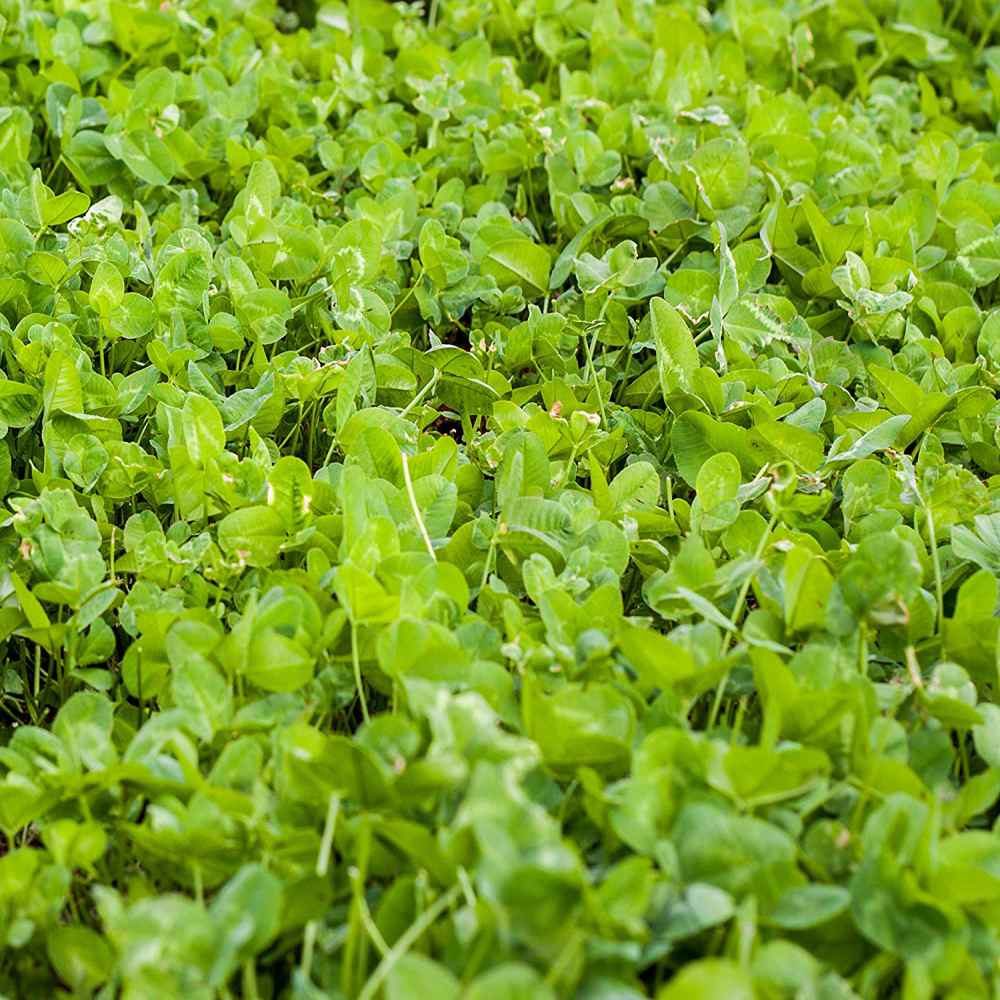 Alfalfa Seeds vs Garden Cress: What is the difference?