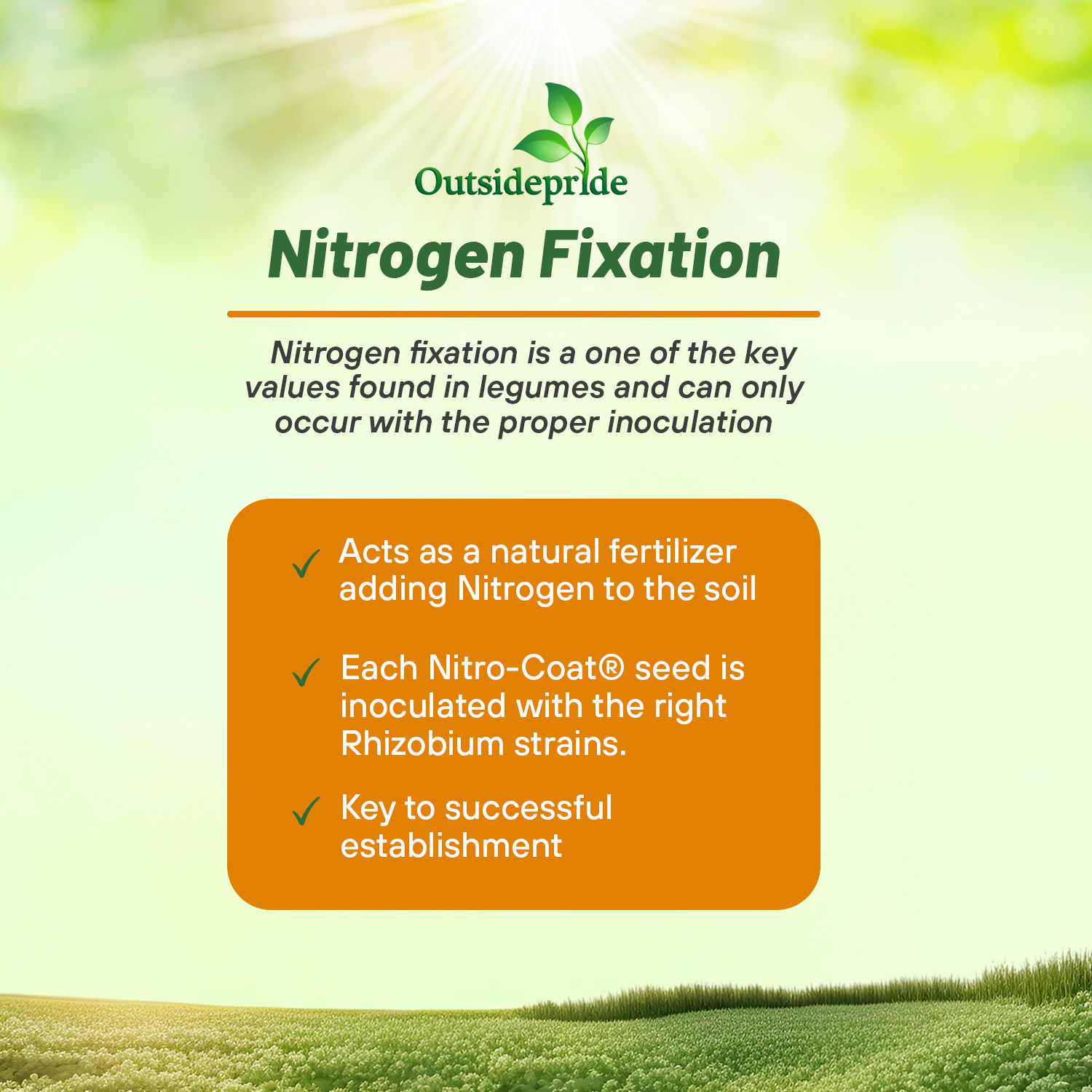 Clover Nitrogen Fixing Legume
