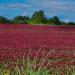 Crimson Clover