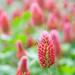 Crimson Clover Seed