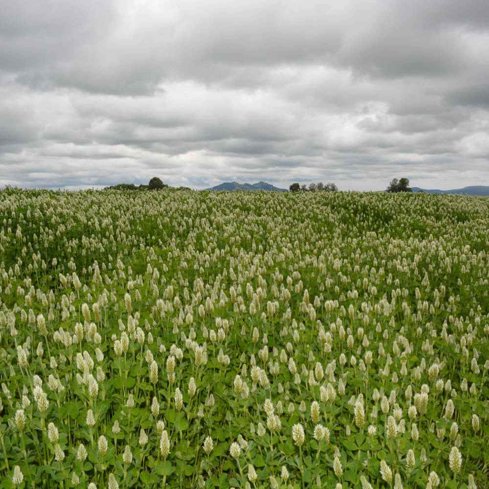 White Cloud Crimson Clover Seed Bag