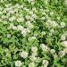 Ladino Clover Field