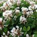 Ladino Clover Plants