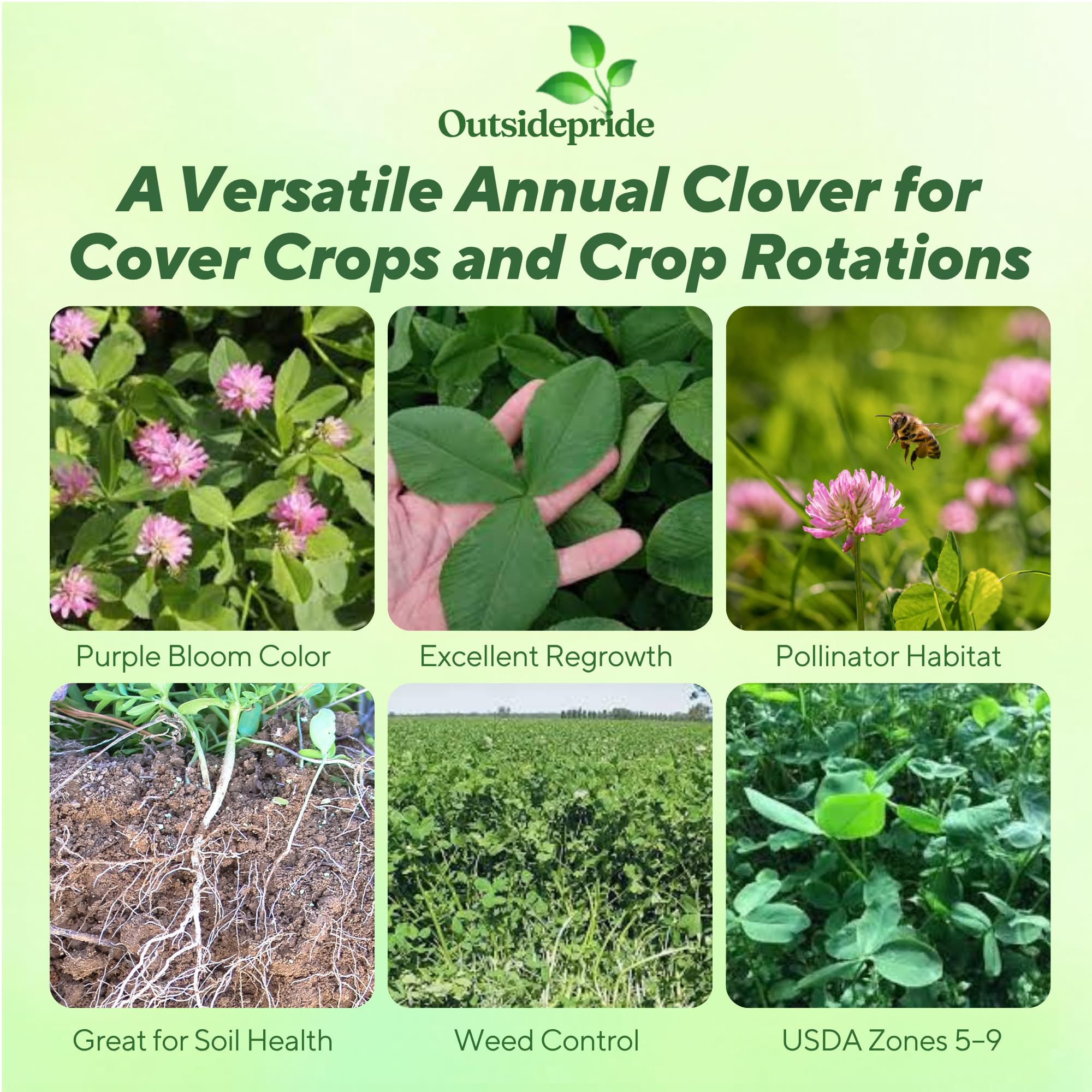 Persian Clover