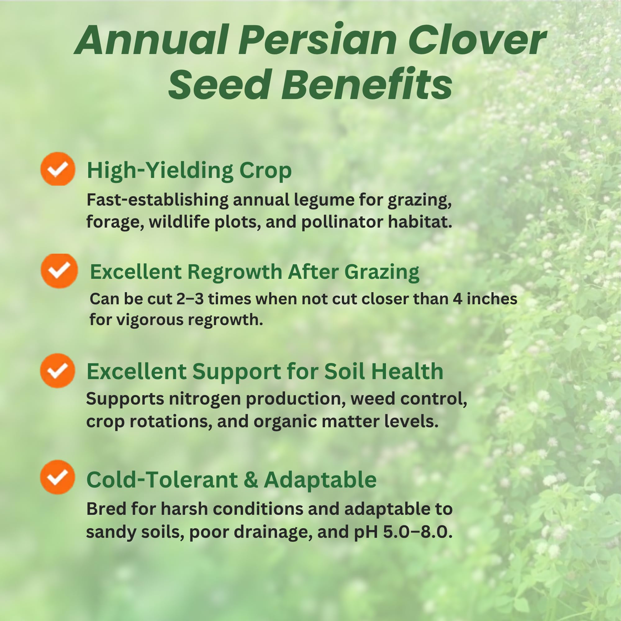 Persian Clover Field