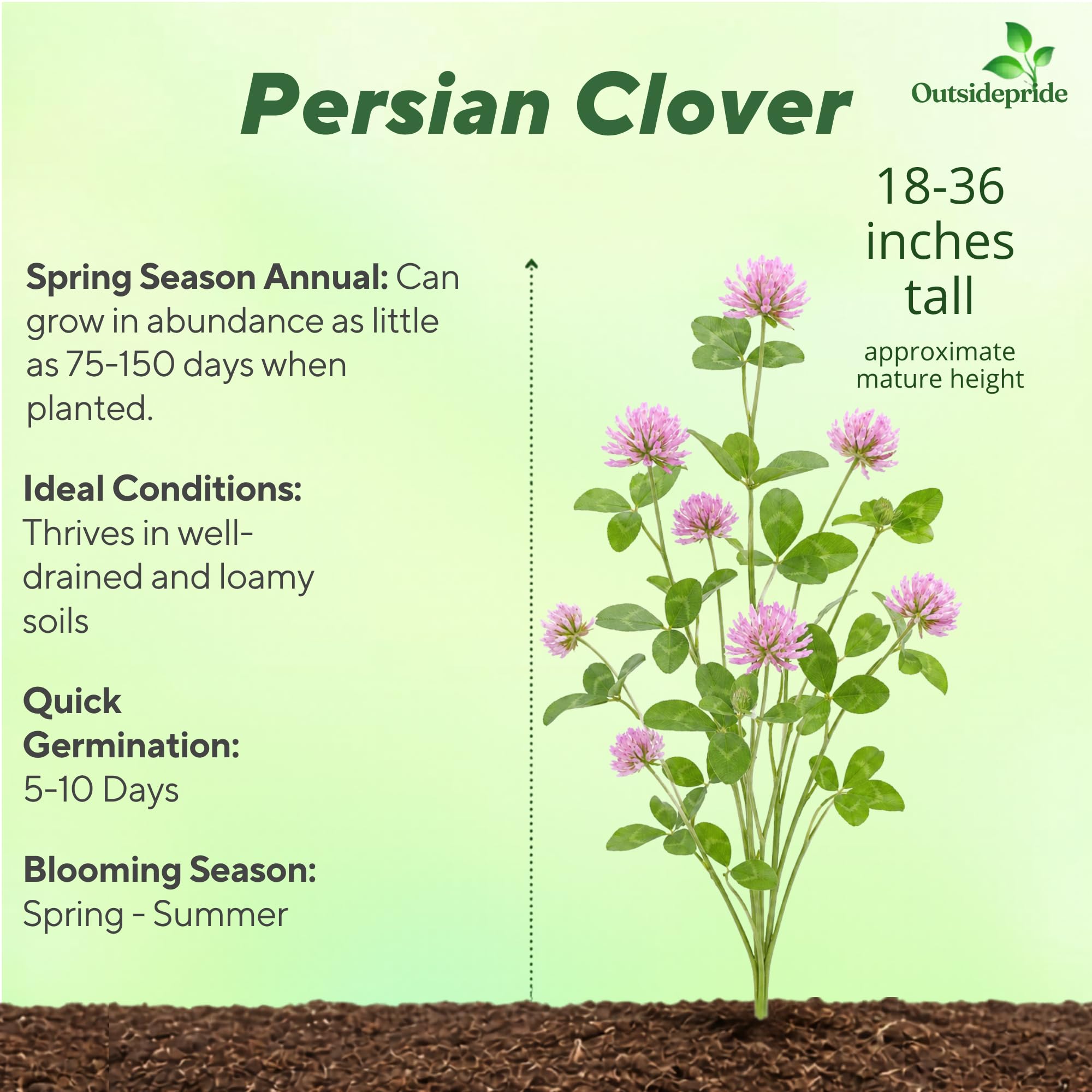 Persian Clover Forage