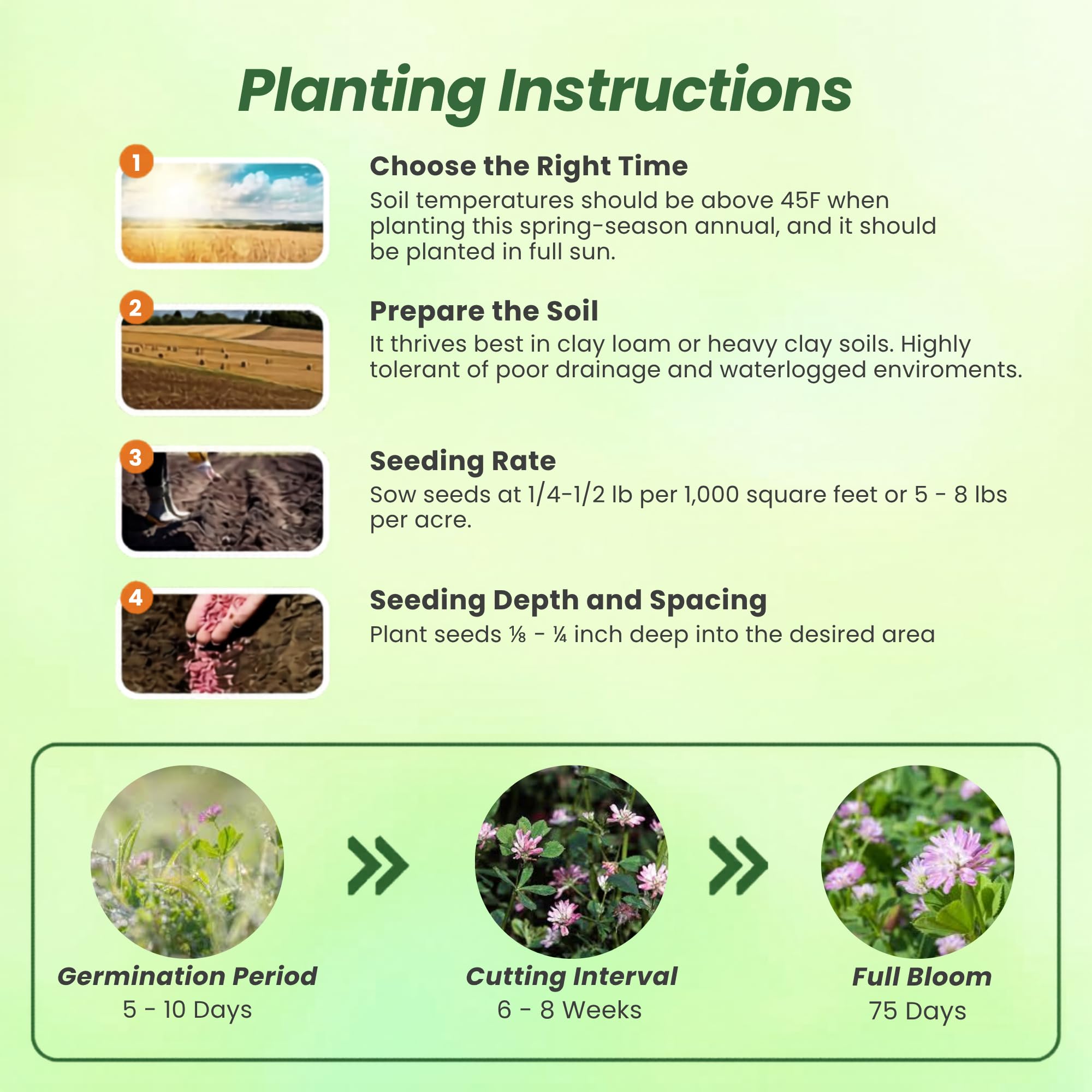 Persian Clover Cover Crop