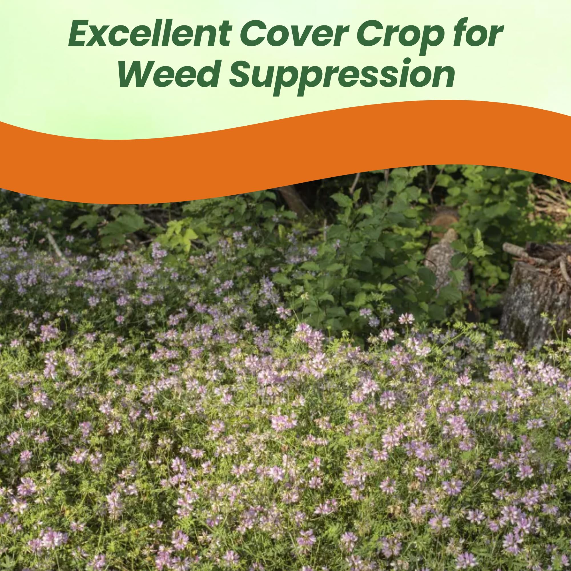 Persian Clover Seeds