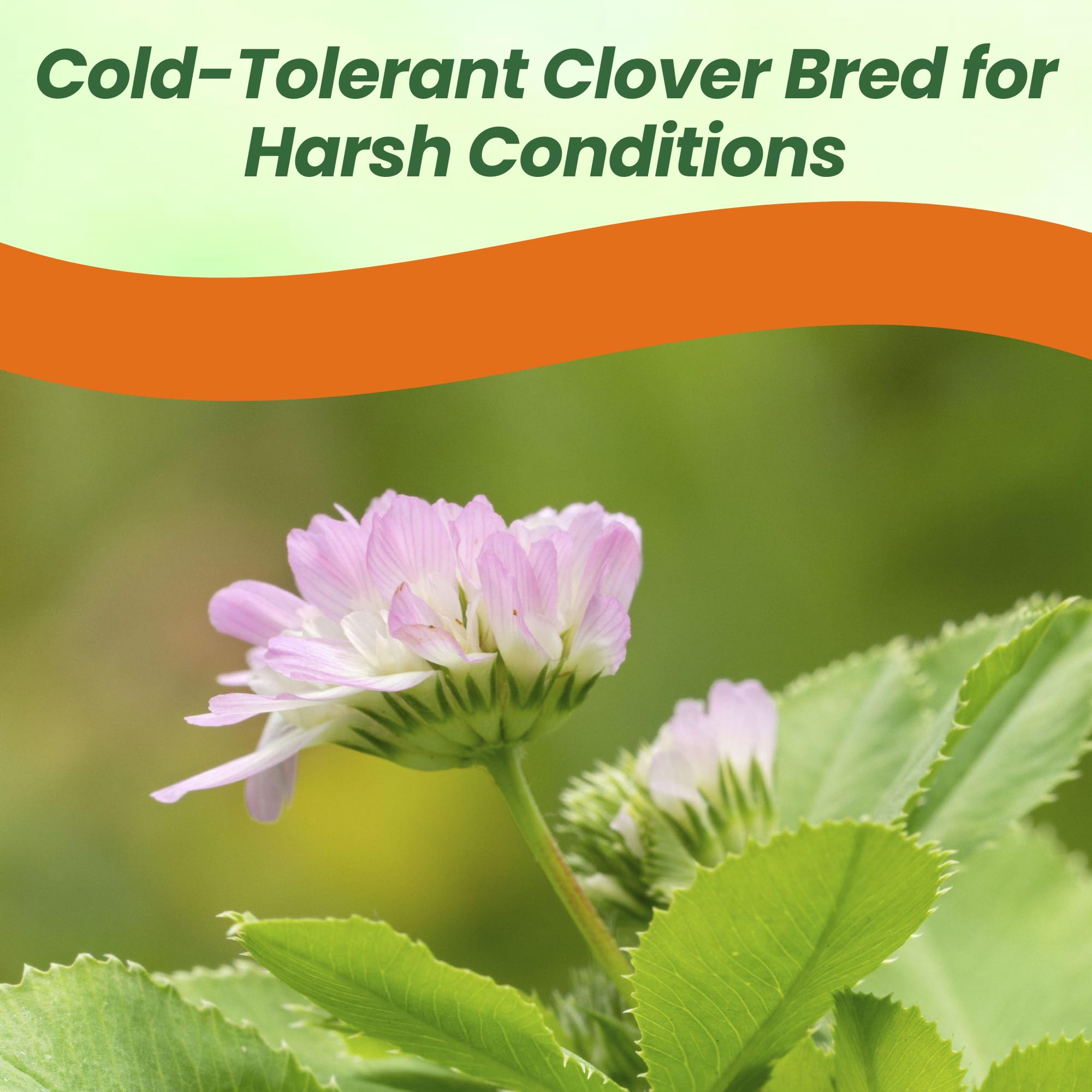 Persian Clover For Wildlife