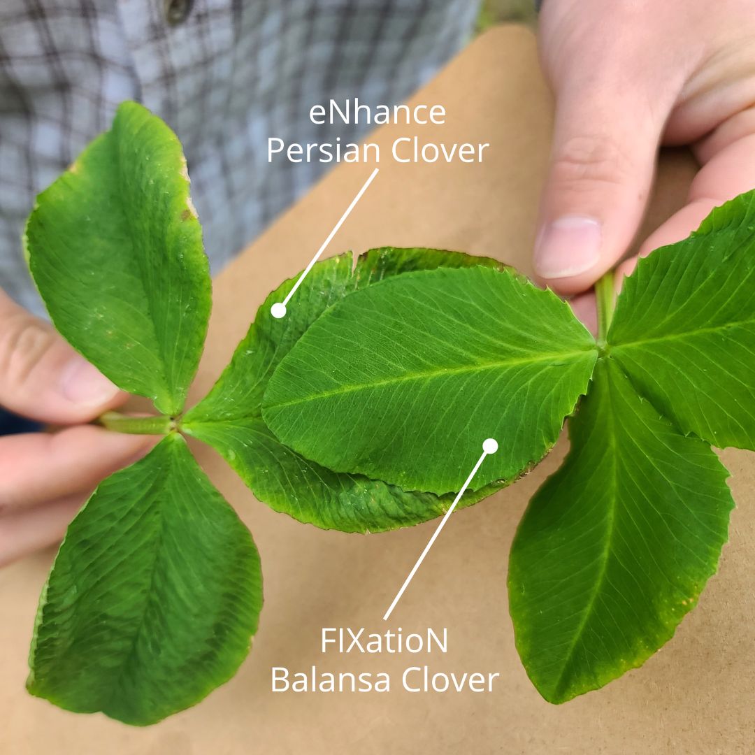 Persian Clover Leaf Size