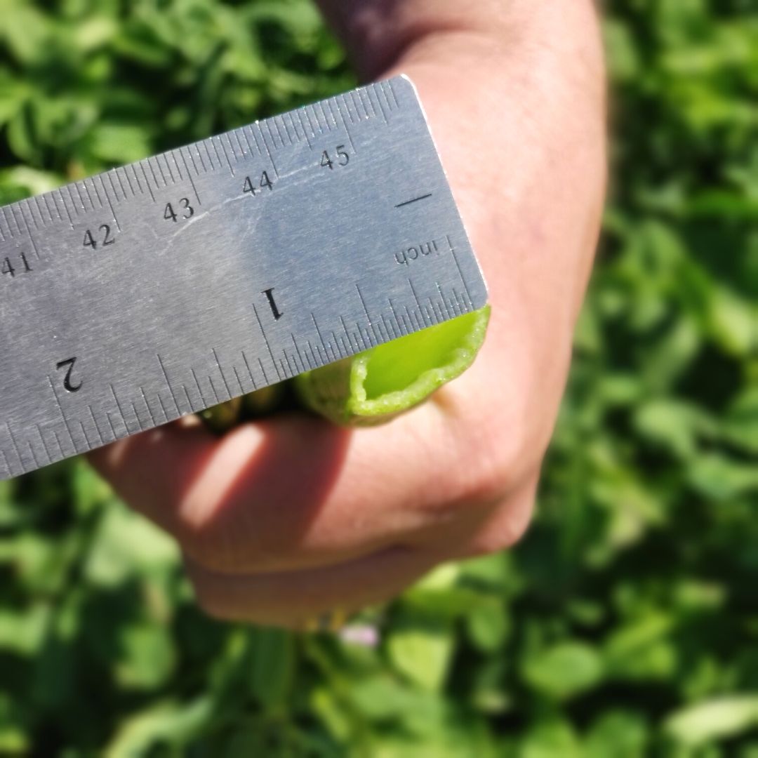 Persian Clover Foliage