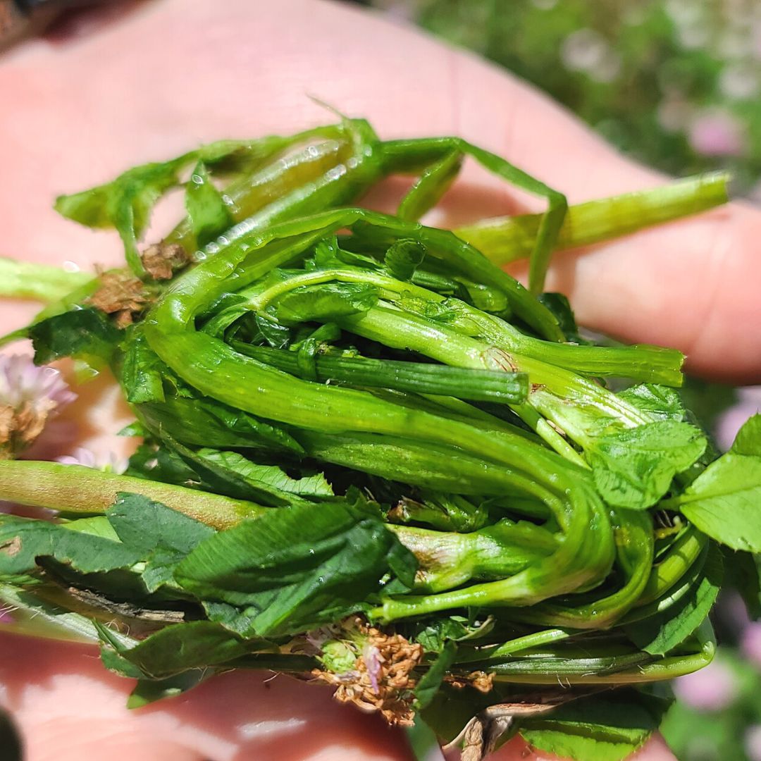 Persian Clover Field