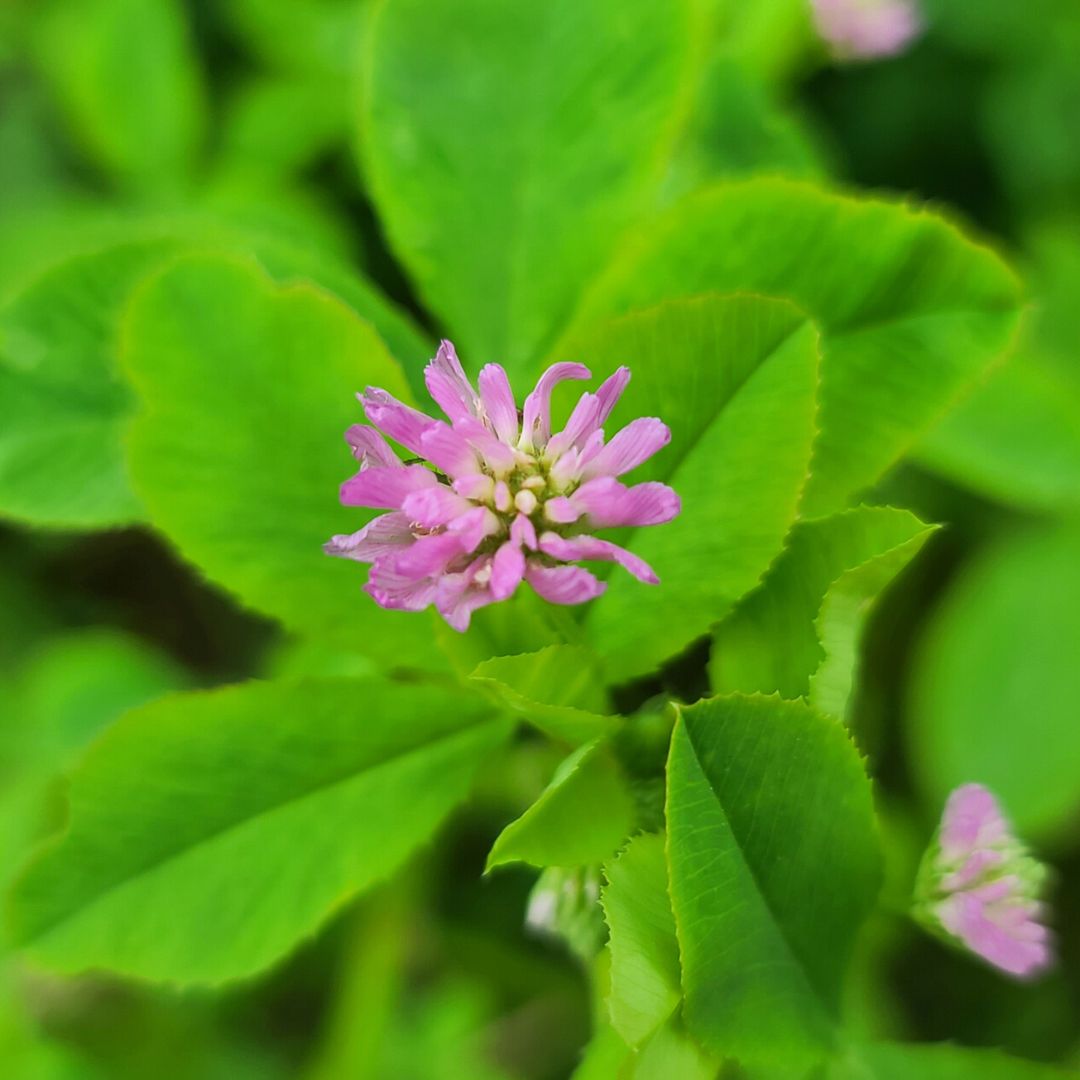 Persian Clover Wildlife Forage
