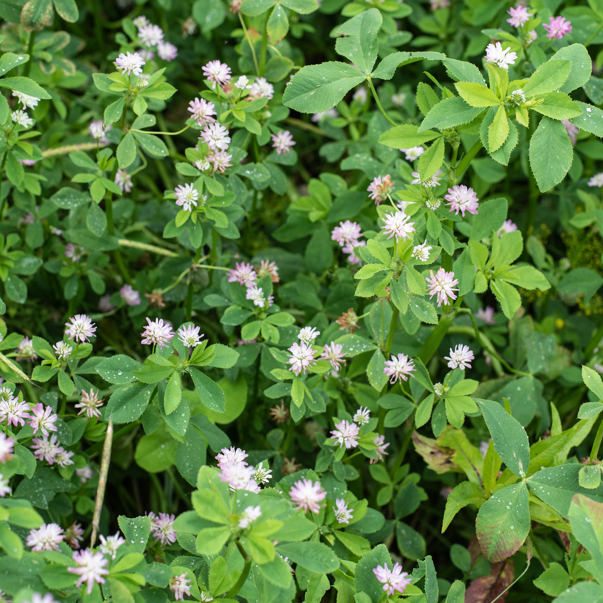 Persian Clover Bulk Seeds