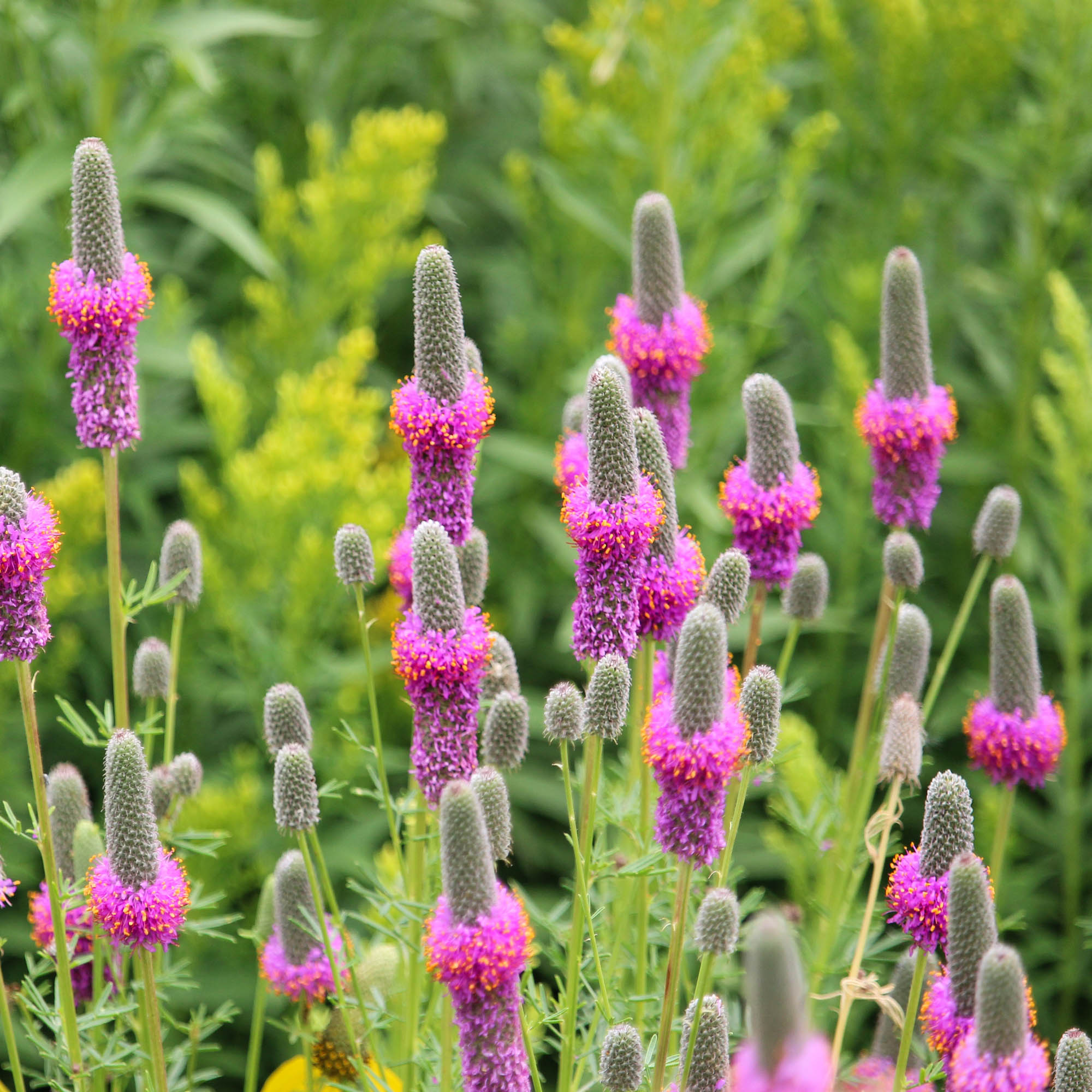 Purple Prairie Clover Seed Pag
