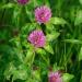 Red Clover Seed