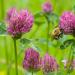 Red Clover Field