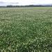 Renovation Forage White Clover