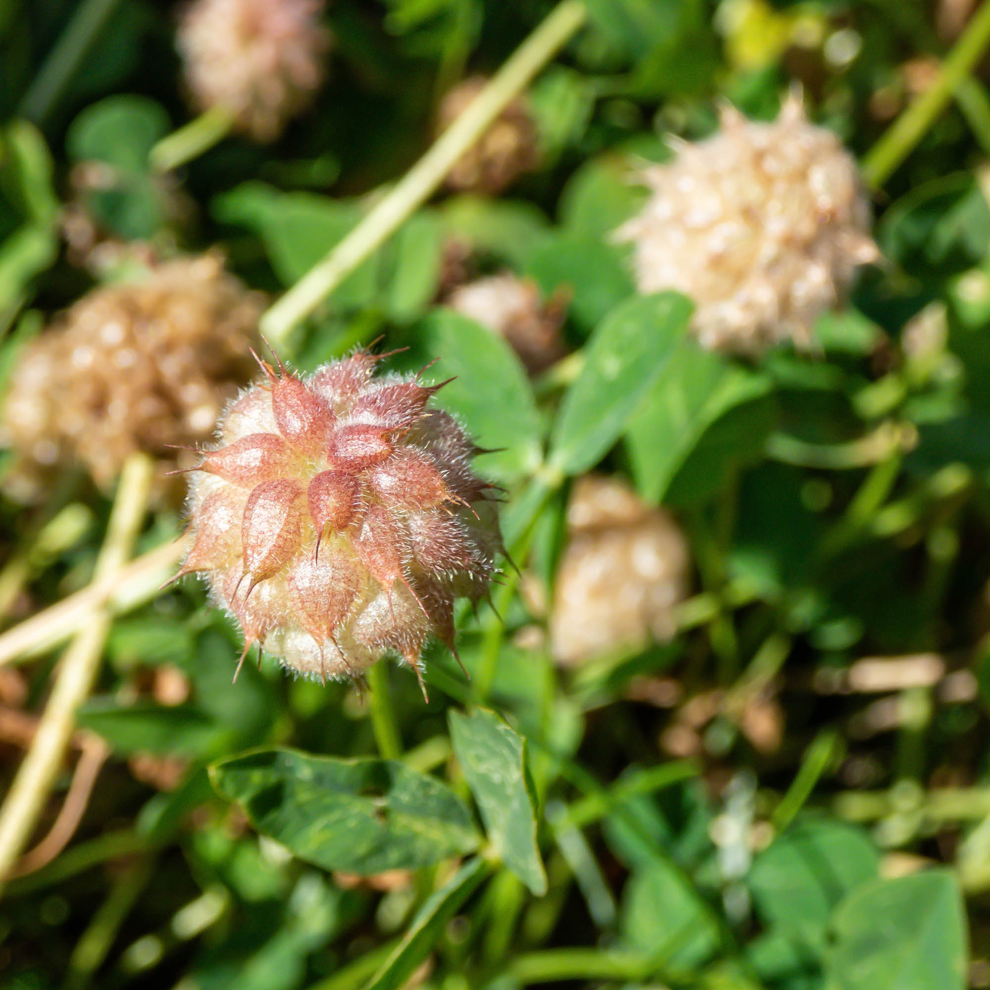 Strawberry Clover Bulk Seeds