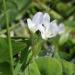 Trifolium Subterraneum Clover