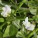 Subterranean Clover Field