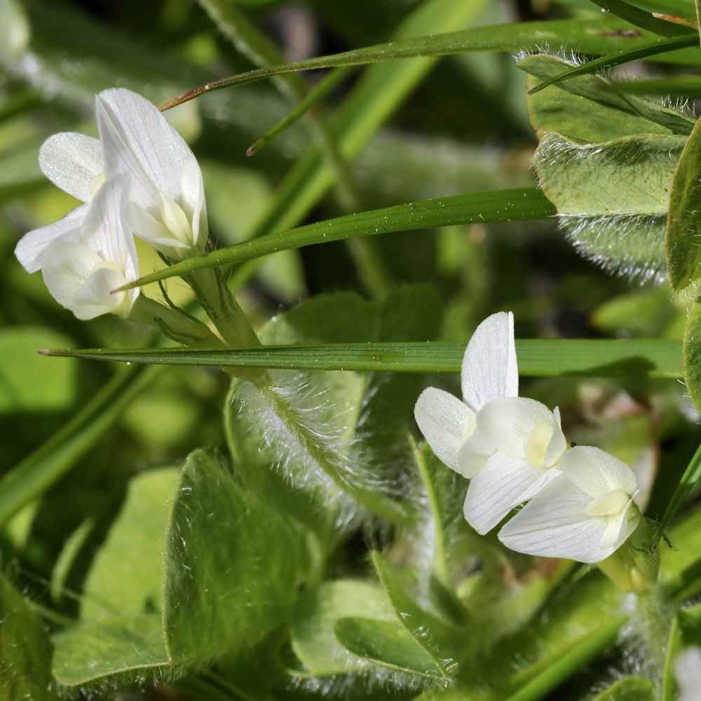 Subterranean Clover Seeds