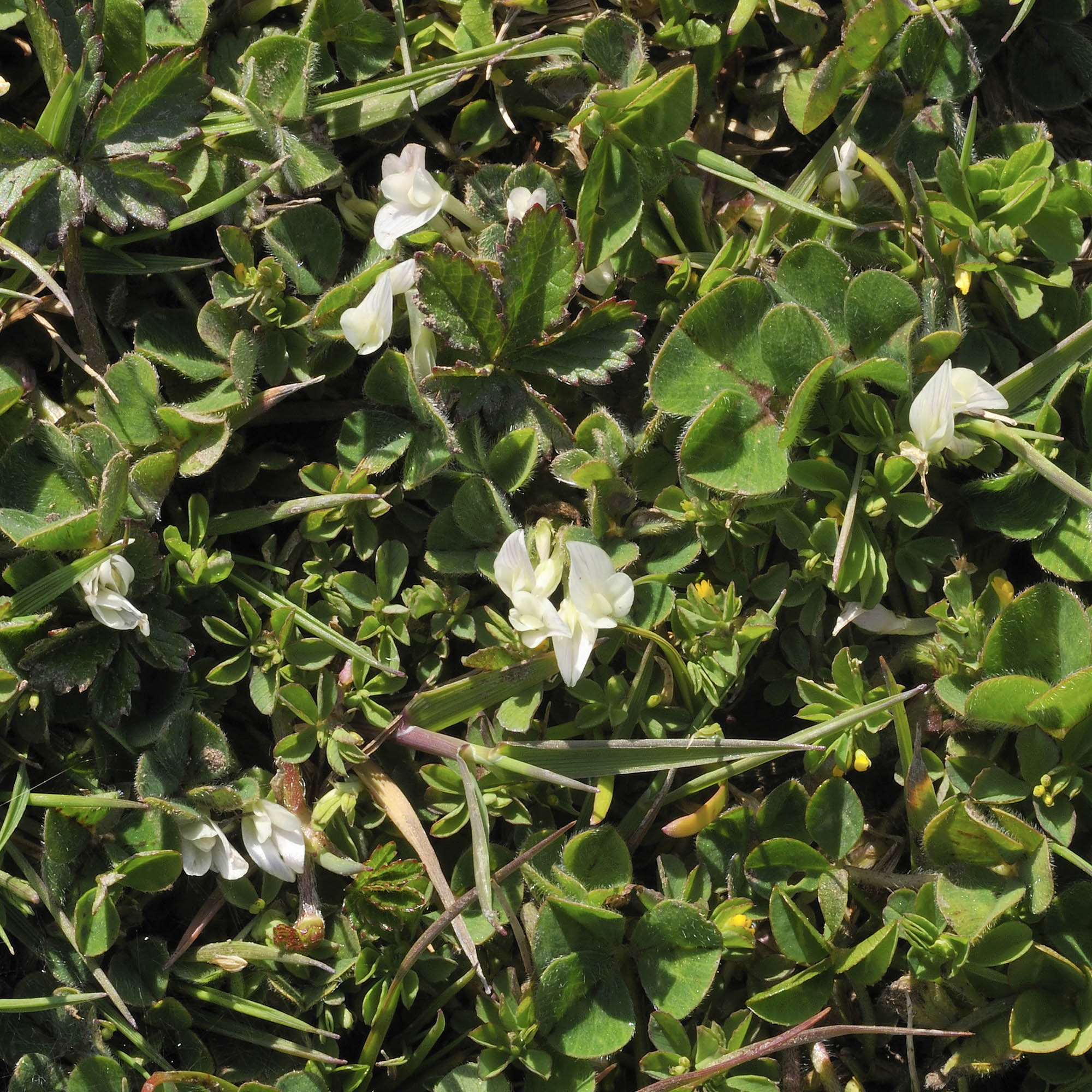 Subterranean Clover Bulk Seeds