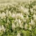 white cloud flower