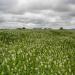 White Cloud Crimson Clover Seed