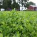 Clover Green Manure Crop